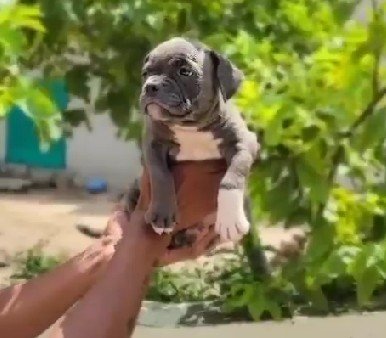 Order Female Pitbull  Puppy from Mumbai